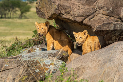 Two lion cubs standing under rocky overhang