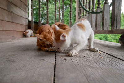 Cat resting on footpath