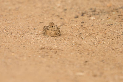 Close-up of bird perching on land