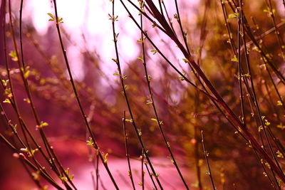 Close-up of pink flowering plants on field