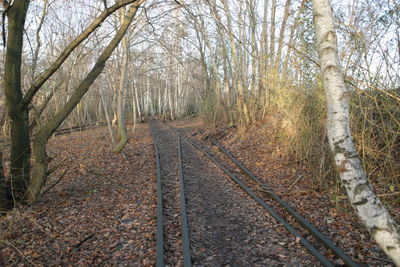 Road passing through forest