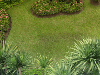 High angle view of palm trees in park