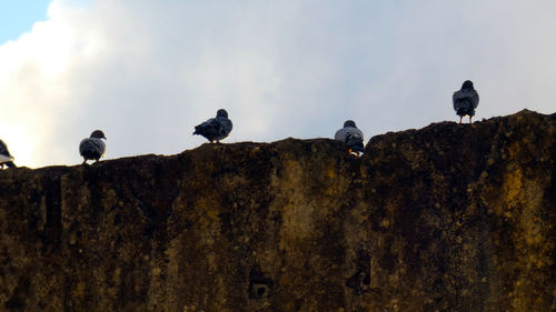 Low angle view of birds perching on rock