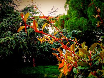 Plant growing on tree