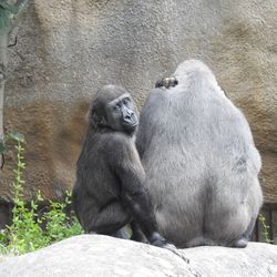 Two cats sitting on rock