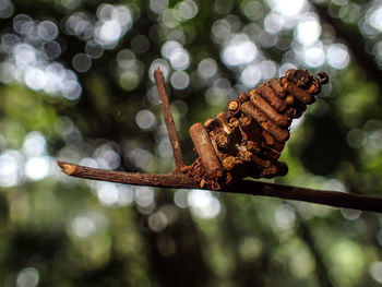 Close-up of dry leaves on tree
