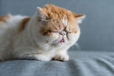 Close-up of cat lying on bed at home