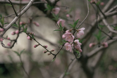 Close-up of pink cherry blossom on tree