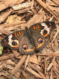 High angle view of butterfly perching on grass