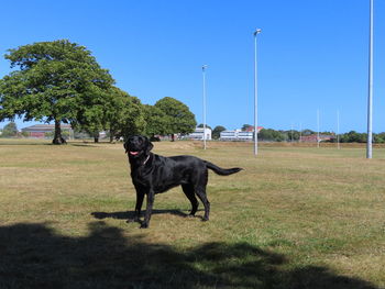 Dog standing in a field