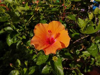 Close-up of hibiscus flower