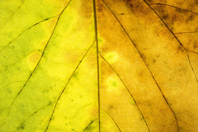 Full frame shot of yellow leaf