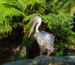 Close-up of bird perching on tree by lake