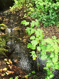 High angle view of plants growing in forest