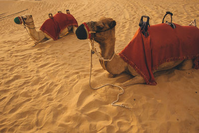 Sand dunes in desert