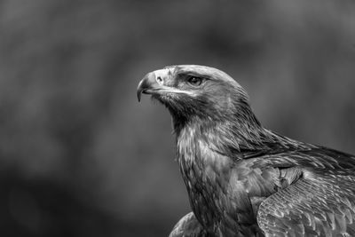 Mono close-up of golden eagle looking up