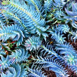 Full frame shot of plants