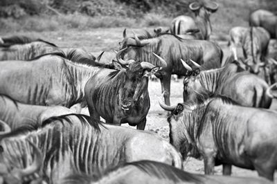 Wildebeests on field