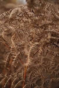 Full frame shot of plants growing on field