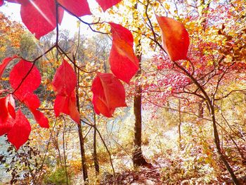 Red leaves on tree