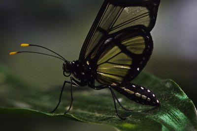 Close-up of insect on leaf