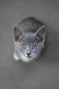 Close-up portrait of a cat