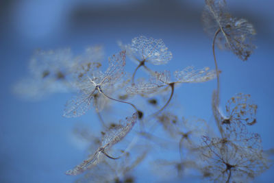 Close-up of snow on plant