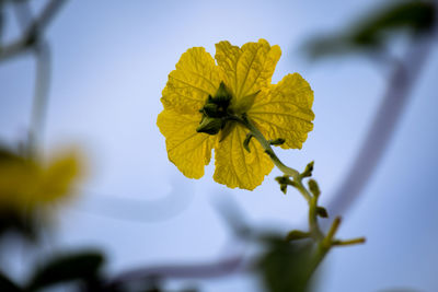 Close-up of yellow flowering plant