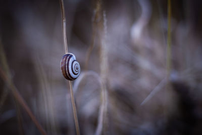 Close-up of snail