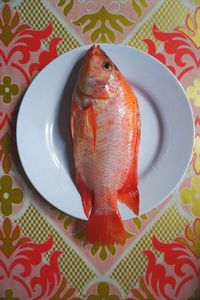 Close-up of fish in plate