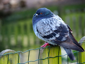 Close-up of bird perching on railing