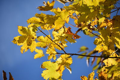 Low angle view of yellow tree against sky