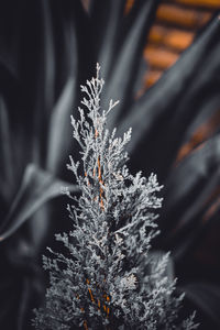 Close-up of frozen plant