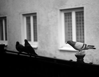 Bird perching on a building