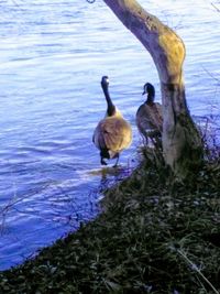 High angle view of ducks swimming on lake