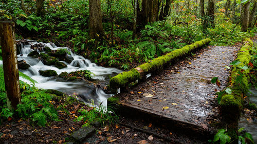 Stream flowing through rocks in forest