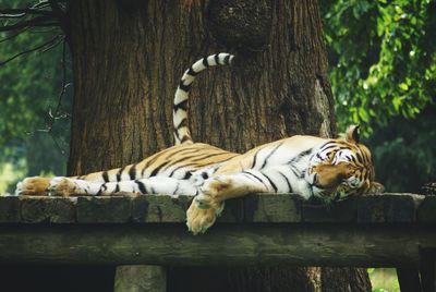 Cat in zoo