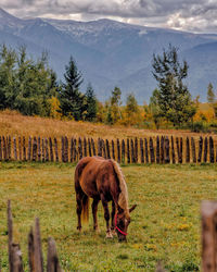 Horses grazing in a field