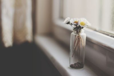 Close-up of white flower in vase on table