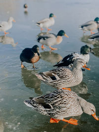 High angle view of mallard ducks swimming in lake