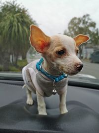 Dog looking away in car