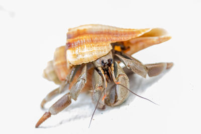 Close-up of grasshopper on white background