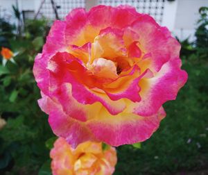 Close-up of flower blooming outdoors