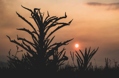 Silhouette plants against sky during sunset