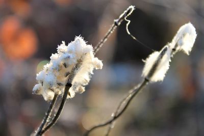 Close up of snow