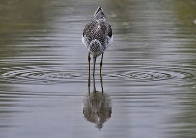 Bird on a lake