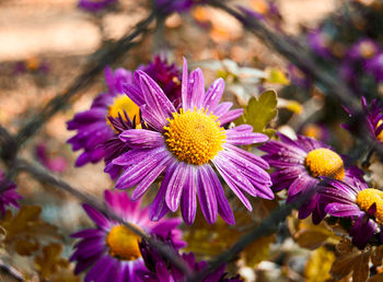 Close-up of purple flowering plants