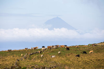Cows grazing in a field