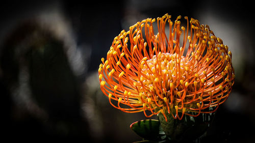 Close-up of orange flower against blurred background