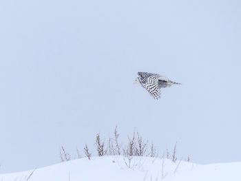 Bird flying over snow against clear sky